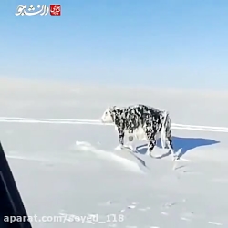 سرمای کشنده در قزاقستان! گاوی...
