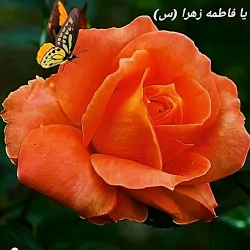 شهادت حضرت فاطمه زهرا سلام الل...