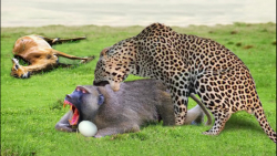 مستند حیات وحش میمون ها مانع ش...