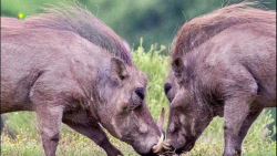 حیواناتی که در برابر حمله از خ...