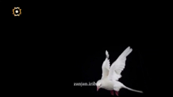 نماهنگ کبوتر پر کشید و رفت
