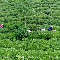 چای بابک لاهیج lbt چای خارجی