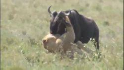 فیلم مستند شیرها و پلنگها و فی...