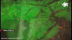 ترانه " احساس زندگی " با صدای...