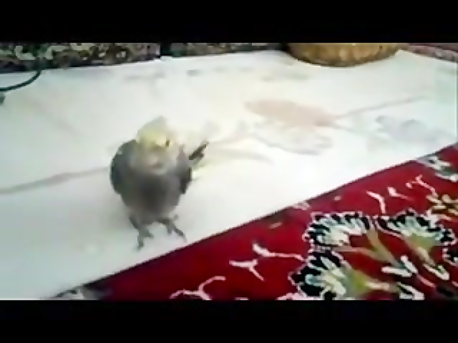 عسل سلام! عسل بیا!