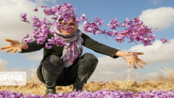 پیش فروش پیاززعفران