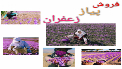 فروش پیاززعفران باامکان ارسال...