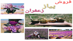 درشت ترین پیاز زعفران را ازما...