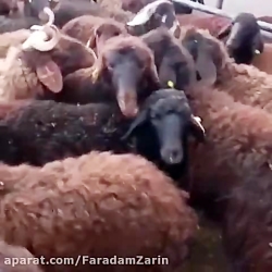 گوسفند نژاد بومی - شال و افشار