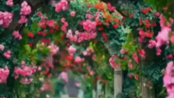 کلیپ عاشقانه - آهنگ عاشقانه