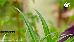 نگهداری و پرورش &quot; گیاه سج...