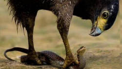 شکار شگفت انگیز " عقاب &q...