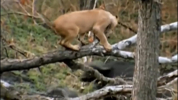 فیلم مستند قدرت نمایی حیوانات...