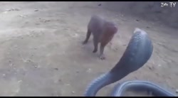 راز بقا در حیات وحش:: درگیری ح...