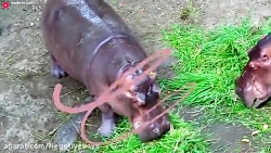 دیانا و روما | دیانا و روما |...