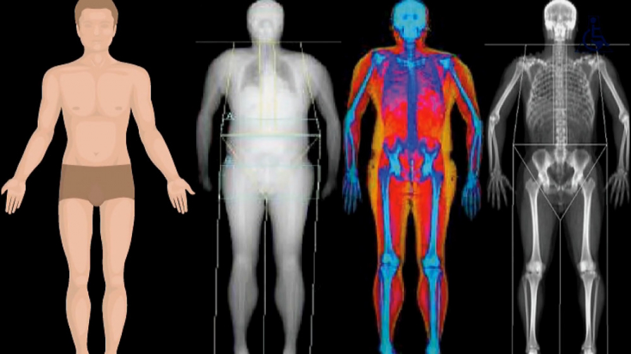 Исследования тела человека. Сканирование организма. Сканирование тела человека. Изучение человеческого тела. Физиология человека.
