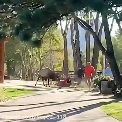 گوزن وحشی پاره پورشون کرد O:o