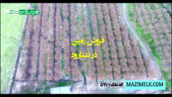 فروش باغ کیوی ۱۵۰۰۰ متری در کم...