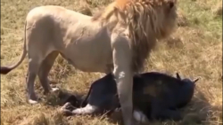 مستند شکارهای عجیب حیوانات حیا...