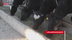 وقتی واسطه ها «زنجیره تولید گو...