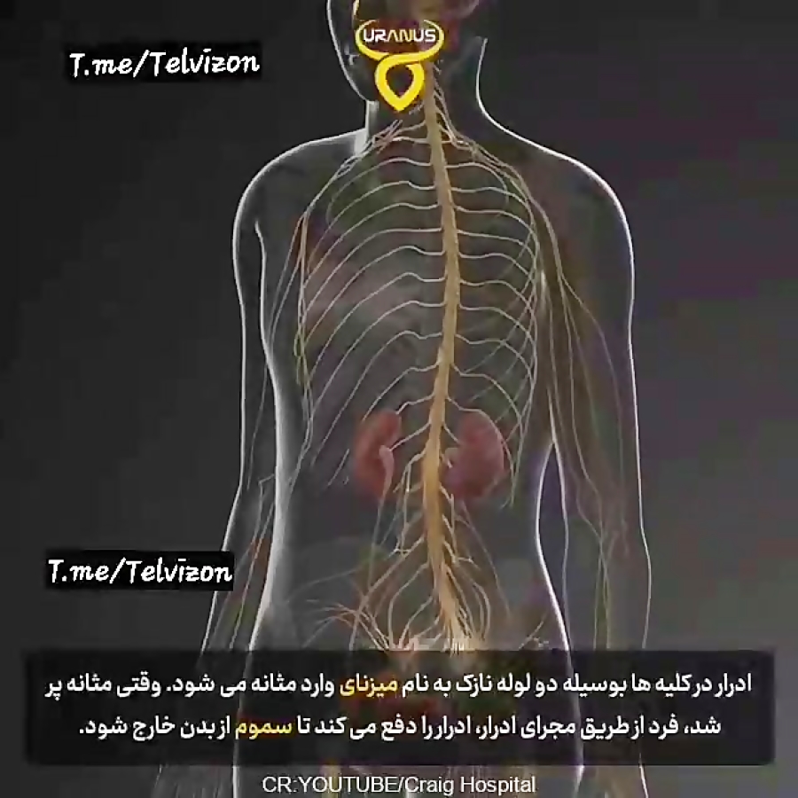 نحوه تولید ادرار توسط کلیه‌ها در بدن انسان