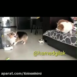 حامد گیلک،دنبال=دنبال