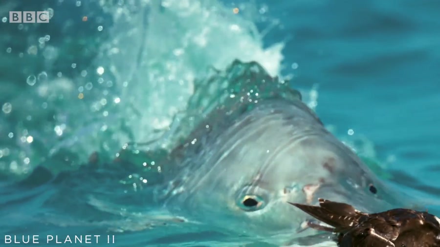 شکار مرغابی توسط کوسه ماهی ها...