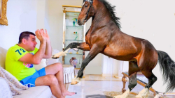 استیسی شو - ناستیا شو - ناستیا...