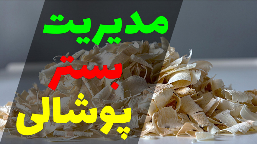 مدیریت بستر پوشالی در سالن های پرورش مرغ گوشتی دکتر محمد مهدی عبدالهی (دامپزشک)