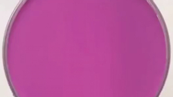 ۲۵ فالور میدم فوری کپ