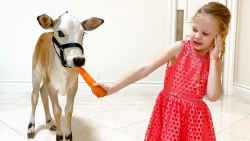 استیسی شو  ناستیا شو  ناستیا ح...