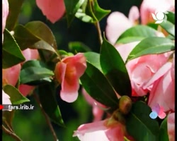 ترانه زیبا و آرامبخش " حس...