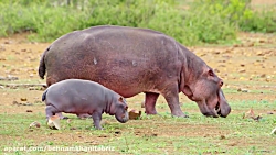 حیات وحش منحصر به فرد و متنوع...