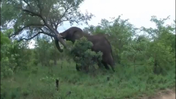 فیلم مستند حیات وحش افریقا