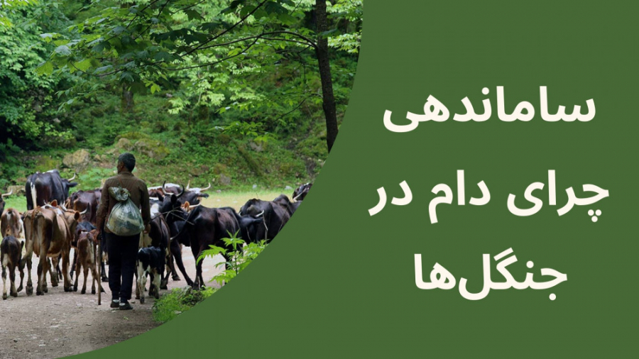 ساماندهی چرای دام در جنگل‌ها
