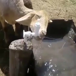 آب خوردن گوسفند