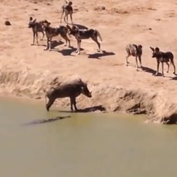 ویدیو های دیدنی حیات وحش