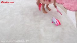 دیانا و روما | دیانا و روما |...