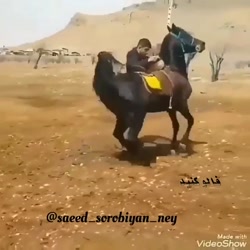 رقص یک اسب اهلی امیدوارم خوشتو...