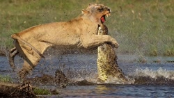 صحنه های بسیار نایاب از شکار ش...