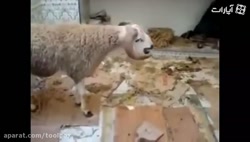 خودکشی گوسفند تا حالا دیده بودین!