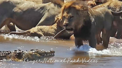 شگفت انگیزترین گردآوریهای مربو...