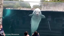 شوخی های بامزه آبزیان در آکوار...