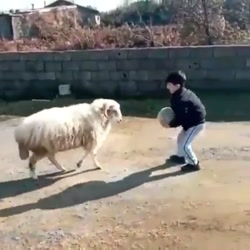 بازی با گوسفند