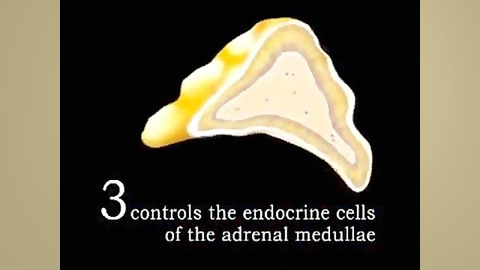 endocrine system دکتر پوست