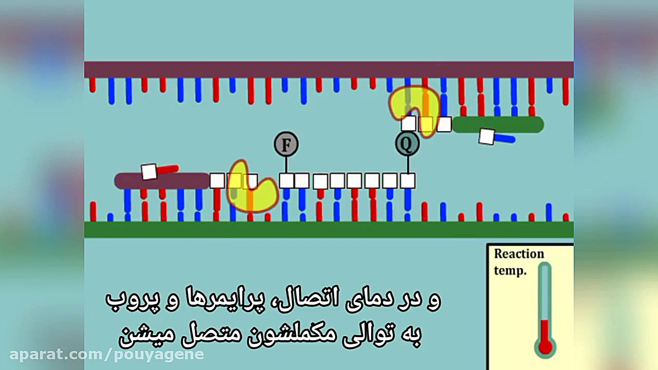 آموزش RT-PCR دندان شیری