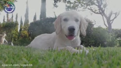 هشت تا از خطرناک ترین سگ های ج...