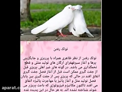 توضیحات کبوتر