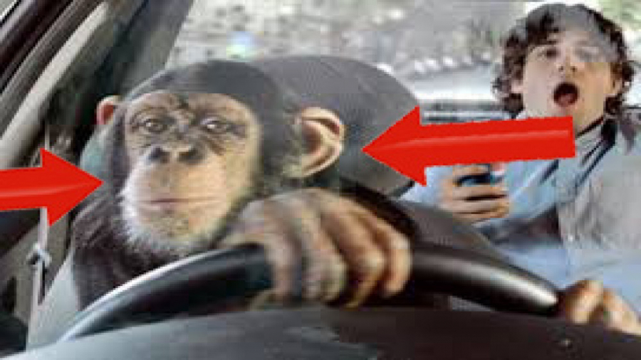 رانندگی با میمونGTA V