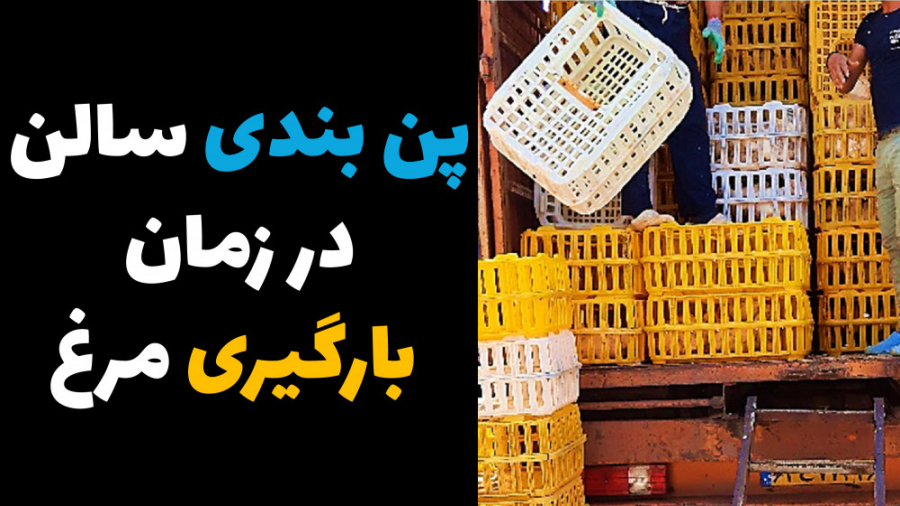 پن بندی سالن پرورش مرغ گوشتی در زمان بارگیری دکتر محمد مهدی عبدالهی (دامپزشک)